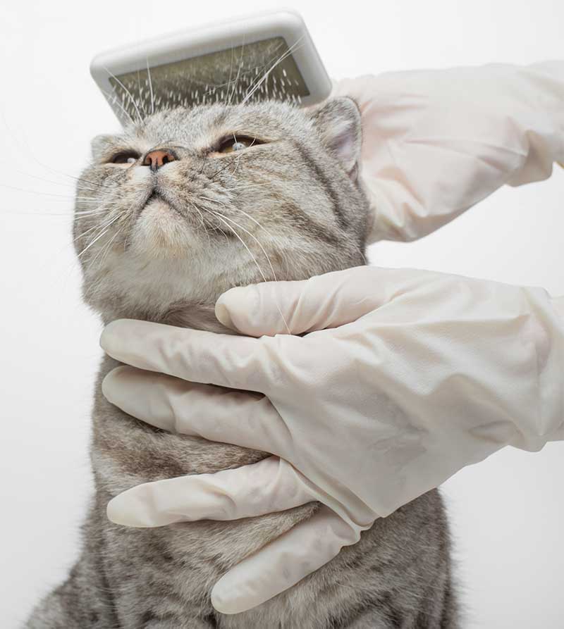 tabby cat getting brushed