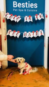 besties valentines wall with groomed dog in front